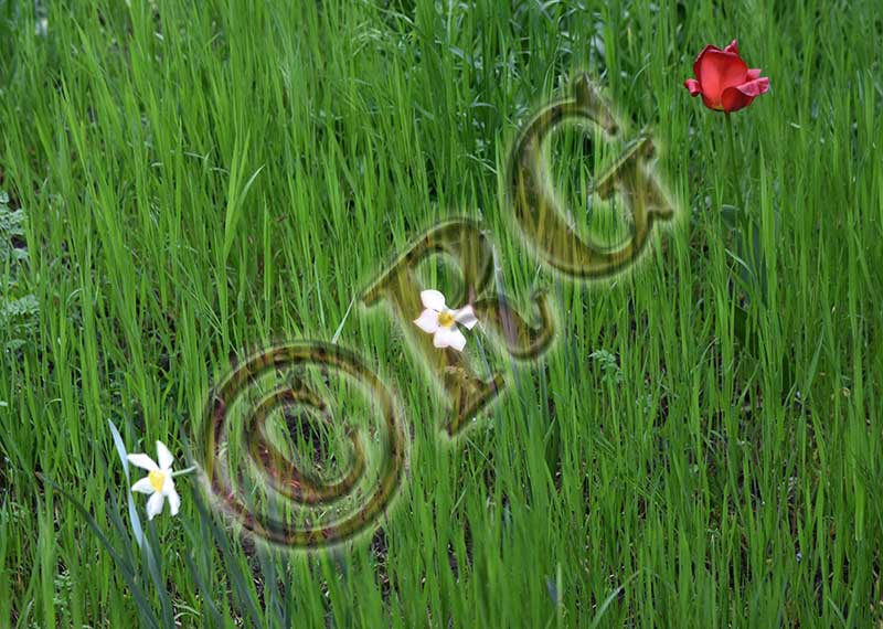 RBG_0754