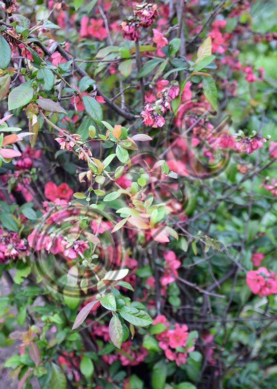 RBG_0757