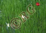 RBG_0754