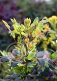 RBG_0760