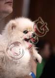 RBG_8196